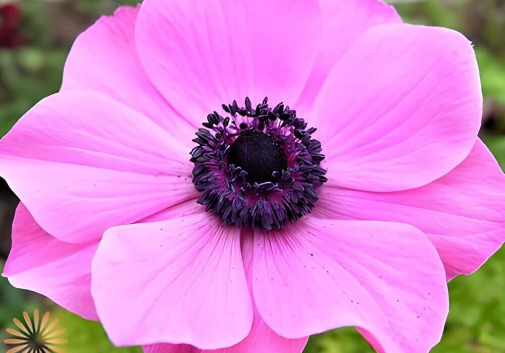 close up of a wholesale anemone in full bloom