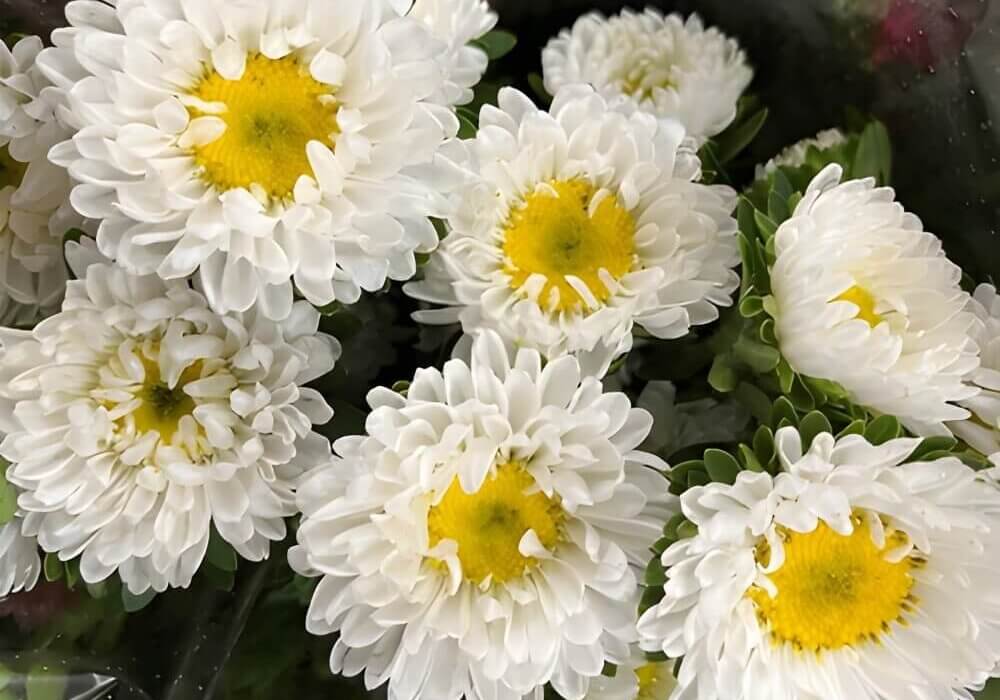 close-up of white asters in bloom