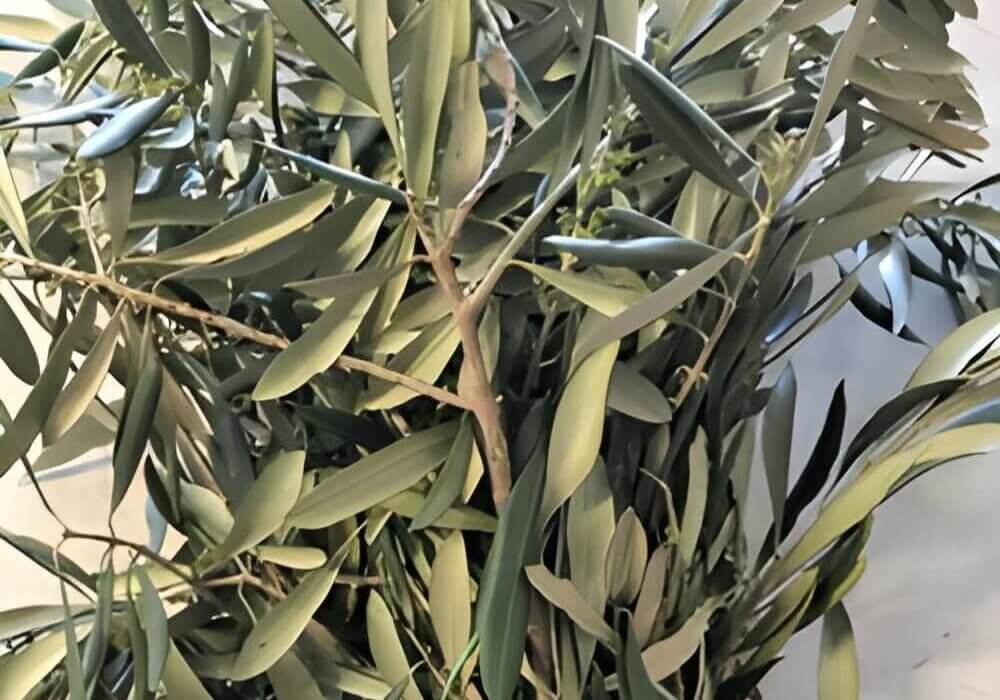 close up of olive branches for wedding and events