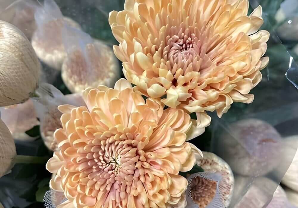 close-up of wholesale Chrysanthemums
