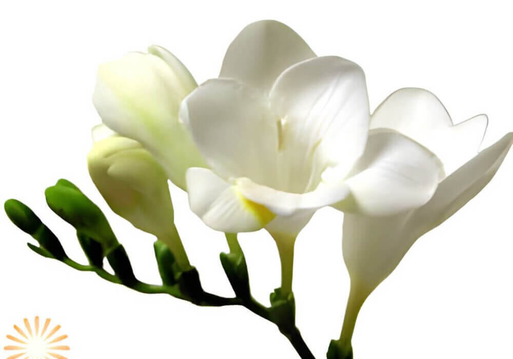 close-up of bulk wholesale freesia