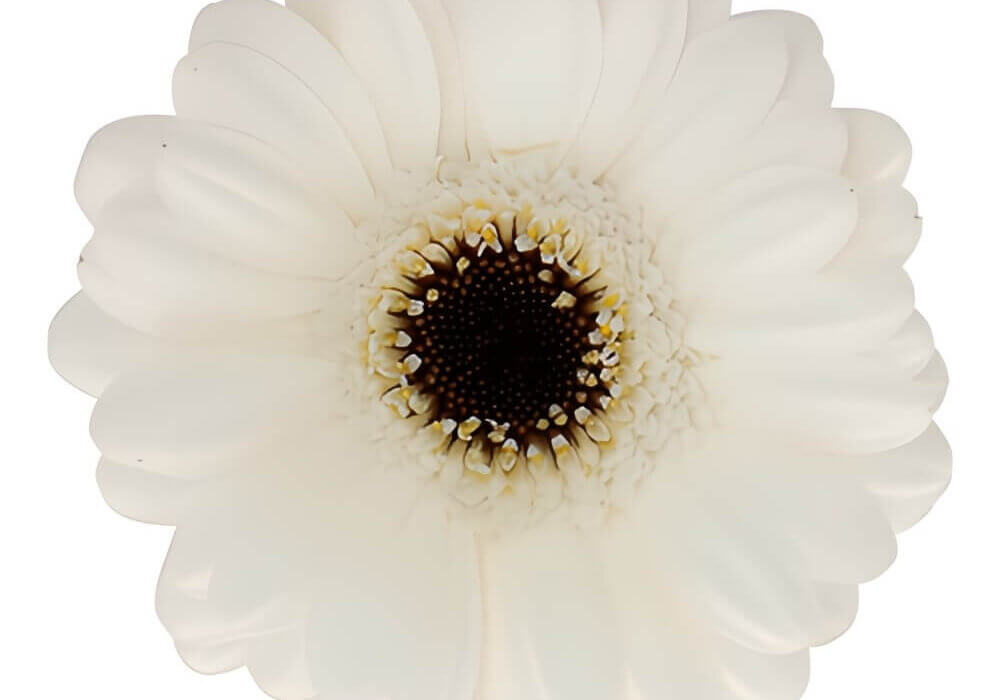 close-up of white gerbera daisy in full bloom