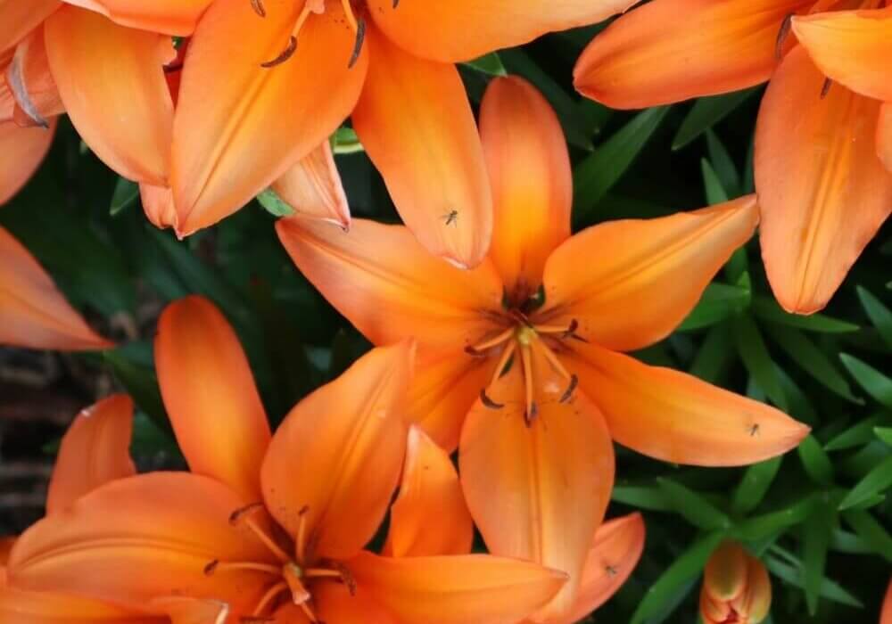 close-up of wholesale lilies