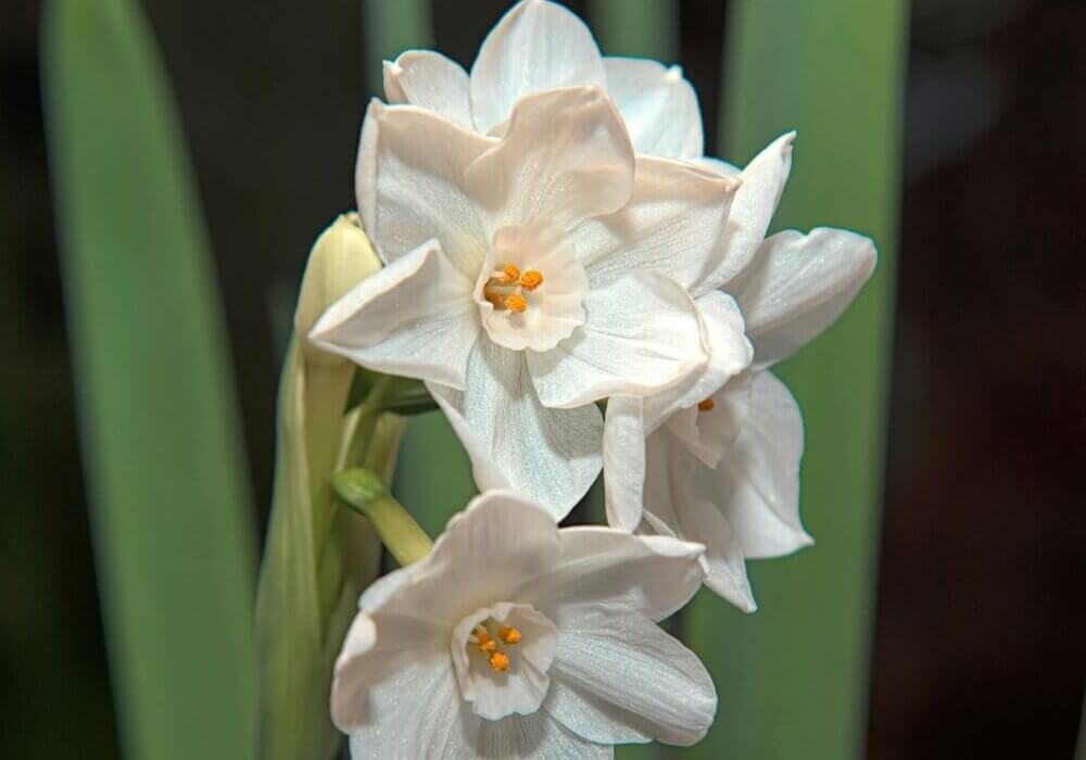 close-up of Paperwhite Narcissus