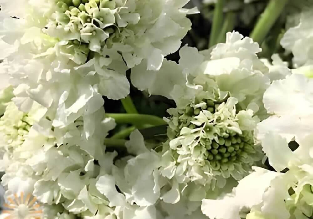 close-up of wholesale scabiosa