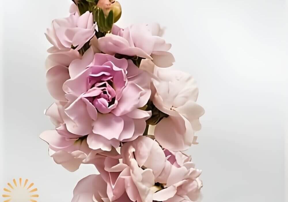 close-up of wholesale pink stock flowers in full bloom