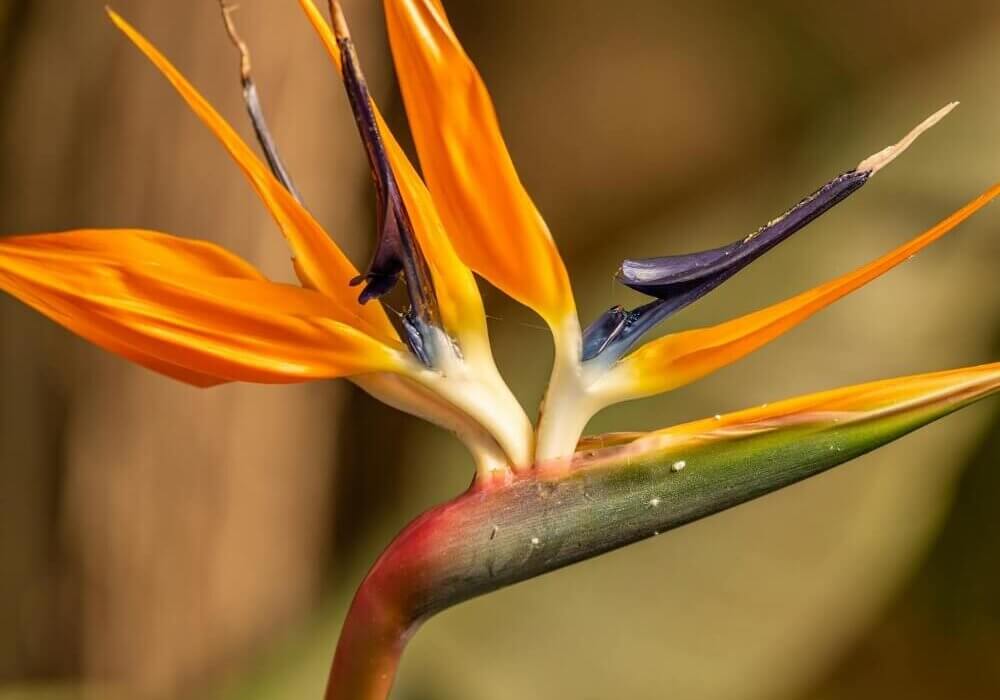 close-up of tropical flower for weddings and events