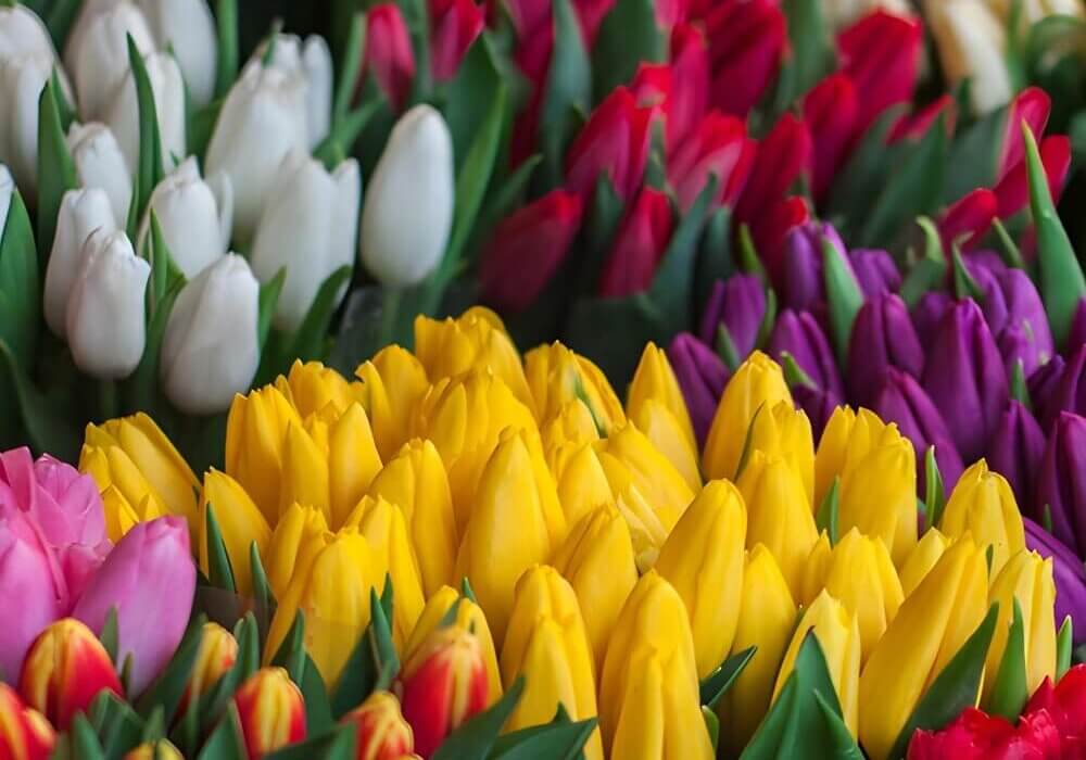 American-grown tulips in assorted colors for spring floral arrangements