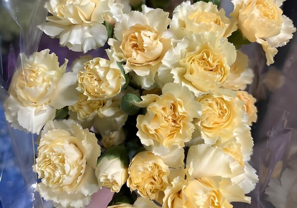 FreshCut Wholesale Cream Flowers for Weddings and Events Fabulous