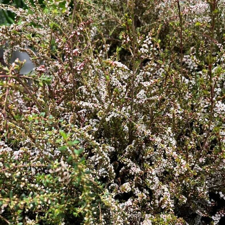 Calycina white