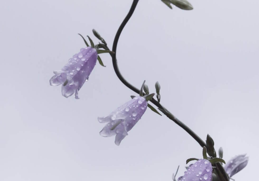 close-up of campanula in full bloom
