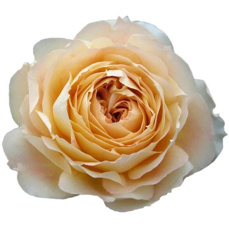 Caramel-Antike-Garden-Roses.jpg