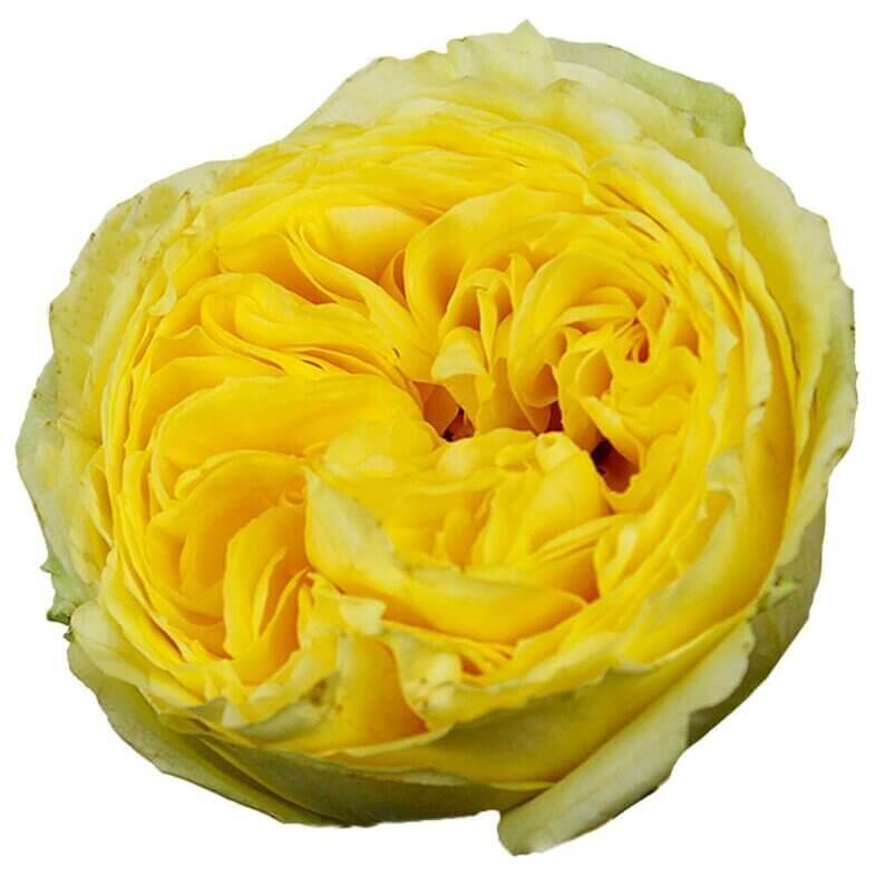 Catalina-Garden-Roses.jpg