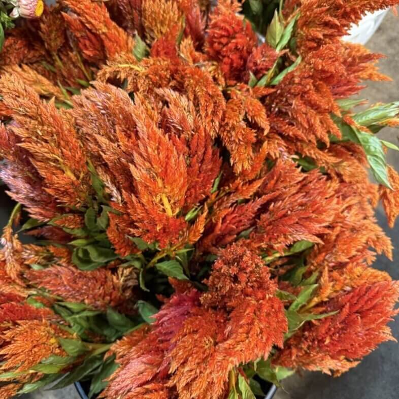 Celosia Plumosa Orange