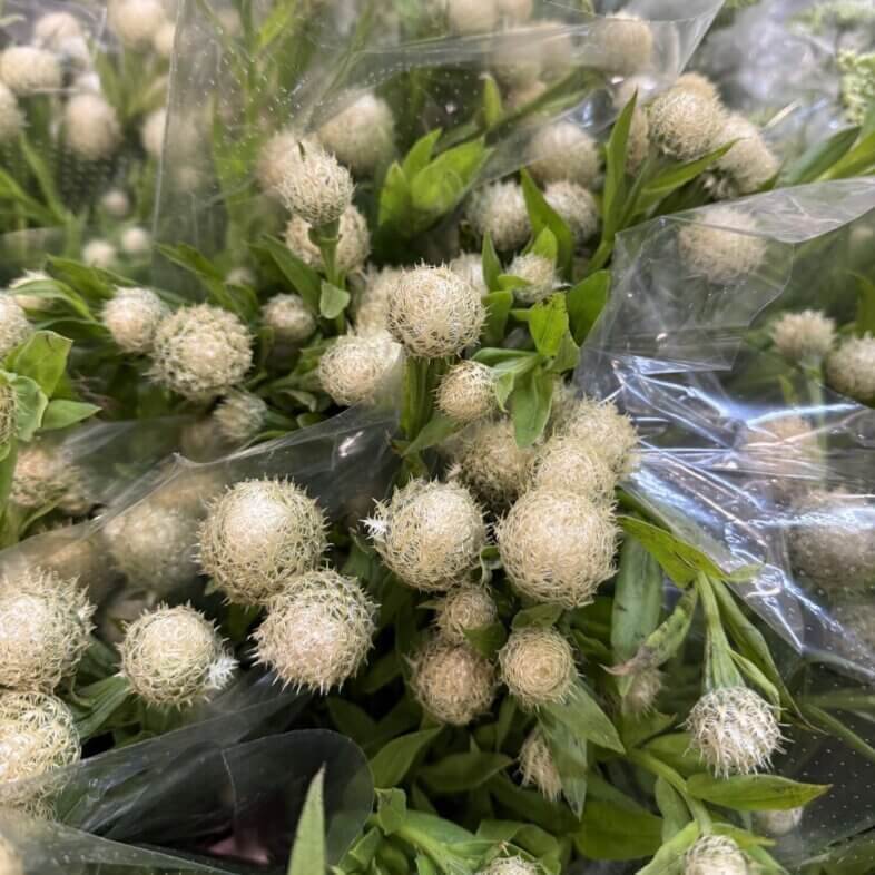 Centuria Basket Flower white