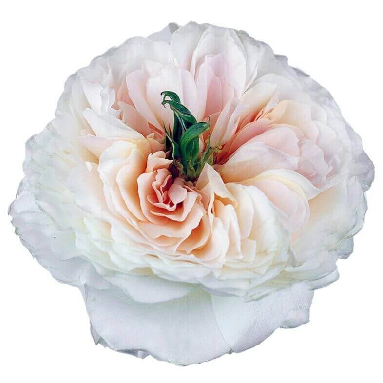 David Austin Charity Rose