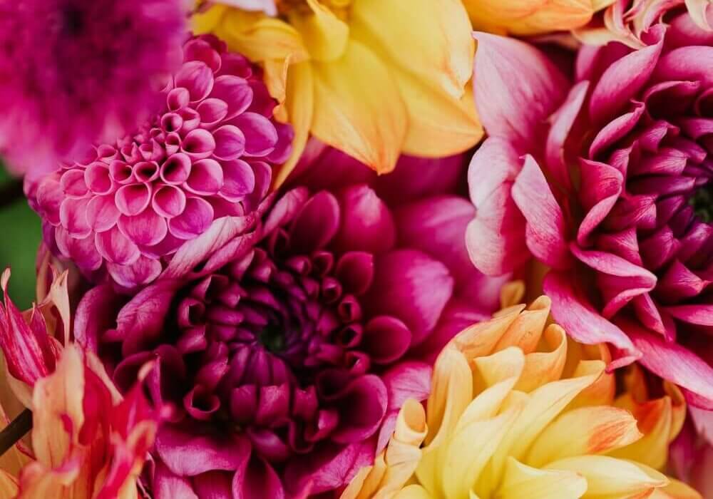Colorful chrysanthemums in full bloom for long-lasting fall floral arrangements
