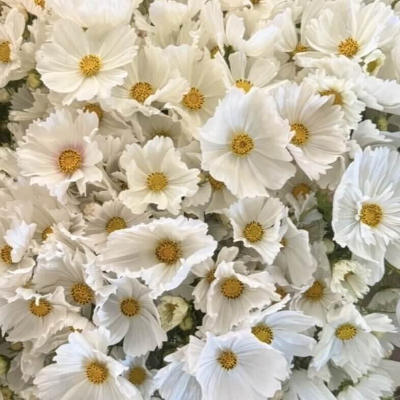 Cosmos White