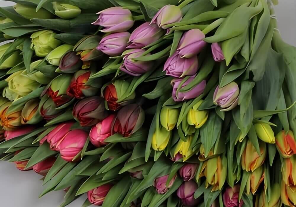 Crazy About Tulips