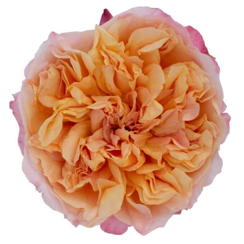 David Austin Edith Rose