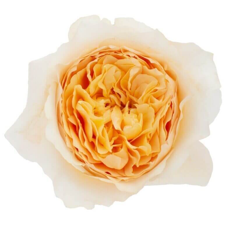 David Austin Effie Rose