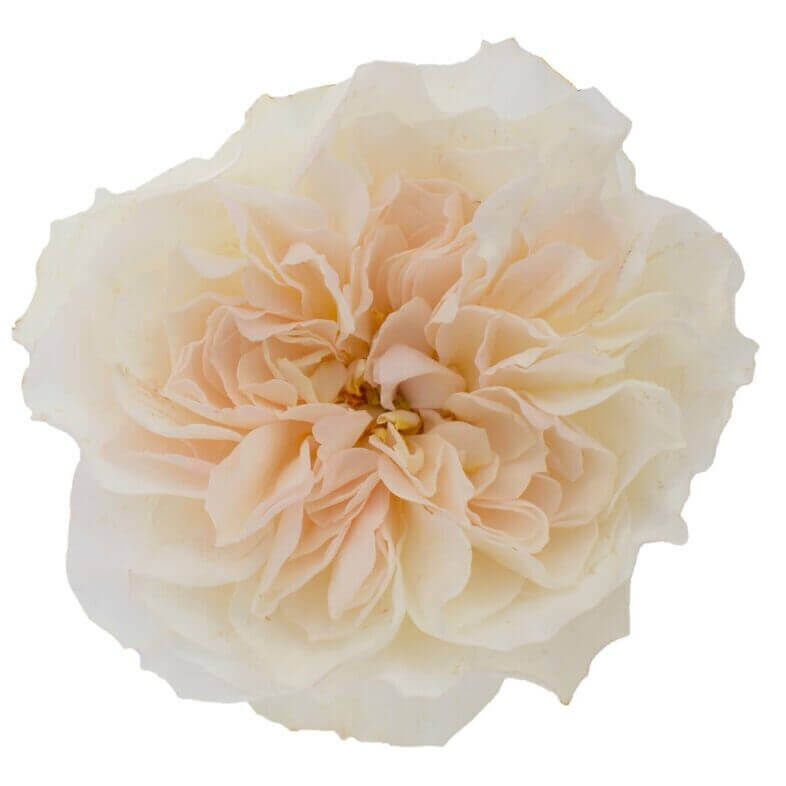 David Austin Eugenie Rose