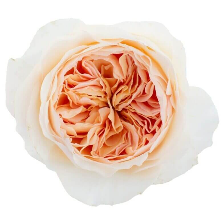 David Austin Juliet Rose