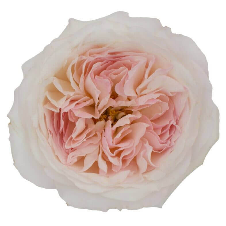 David Austin Keira Rose