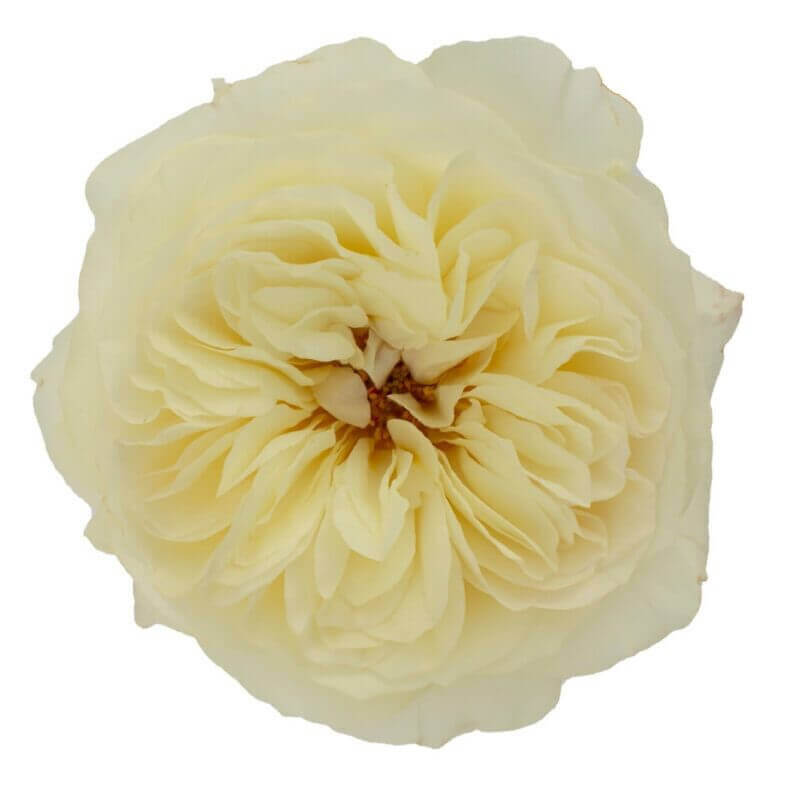 David Austin Leonora Rose