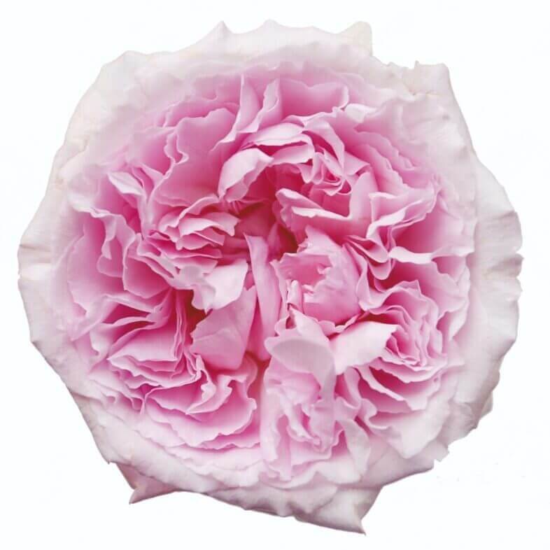 David Austin Miranda Rose