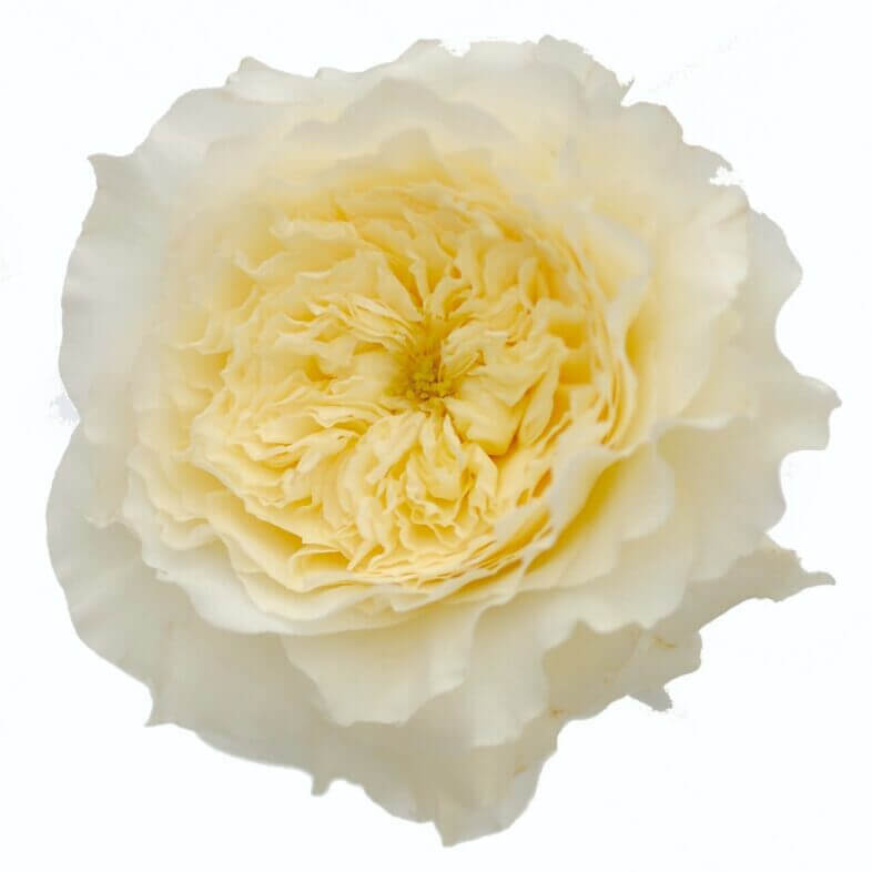 David Austin Patience Rose