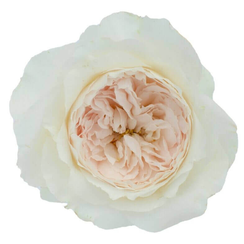 David Austin Purity Rose