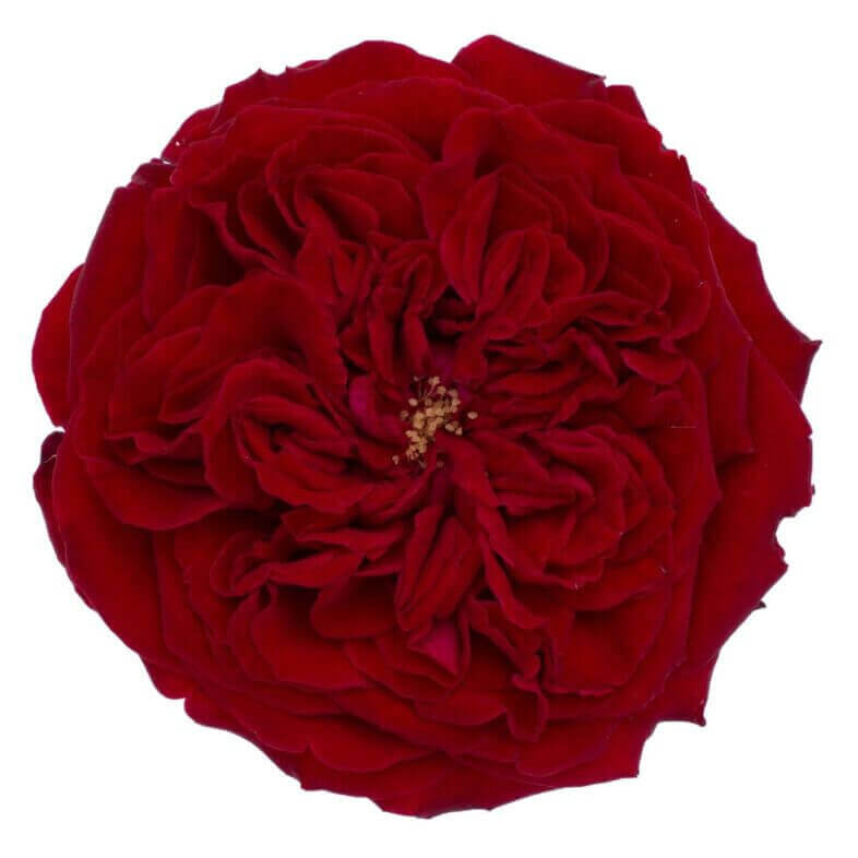 David Austin Tess Rose