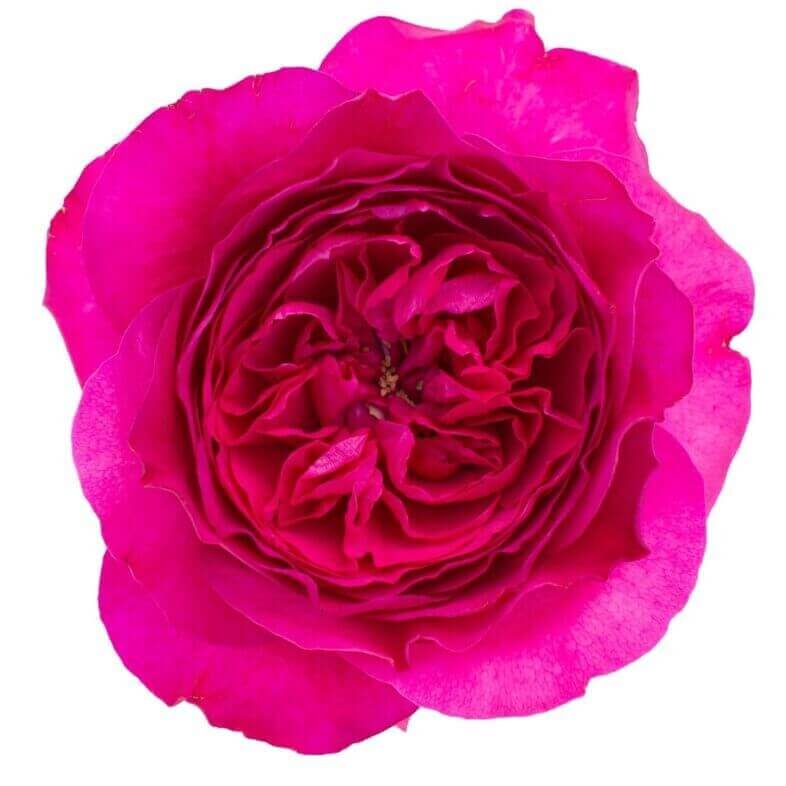 David Austin Capability Rose