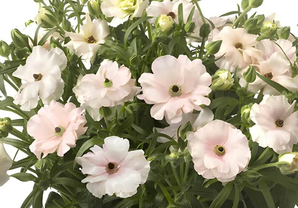 close-up of wholesale Light Pink Butterfly Ranunculus in vase