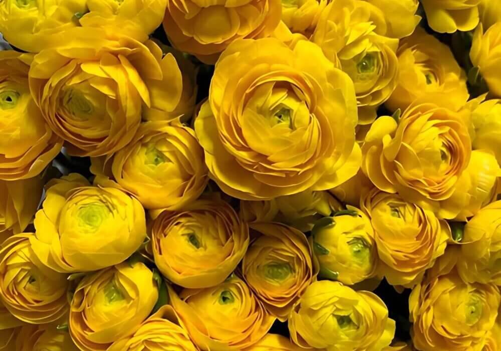 Close-up of ranunculus flowers with layered petals in soft spring hues