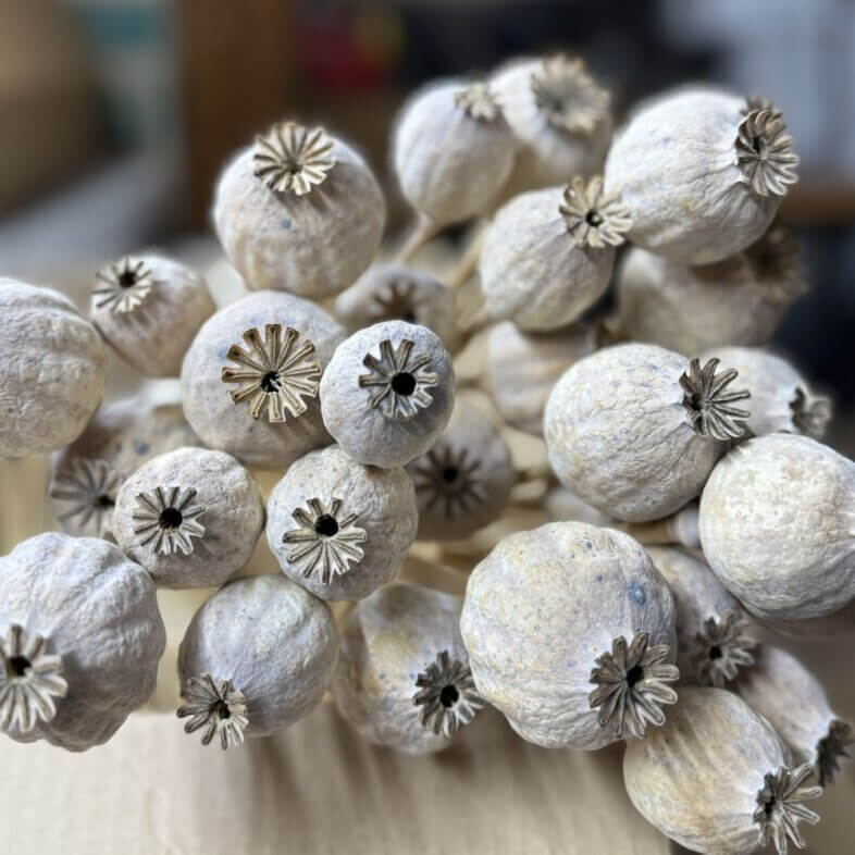 Dried Poppy Pods