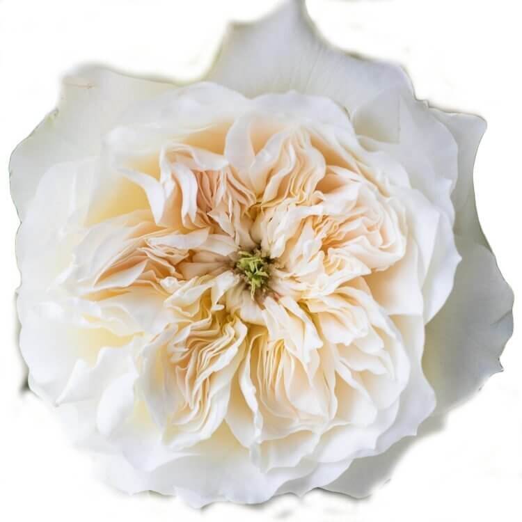 David Austin Enid rose