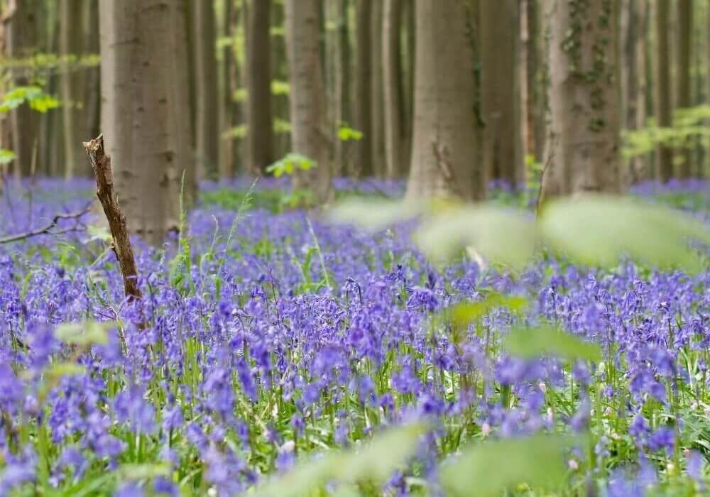 field of Hyacinths in Holland