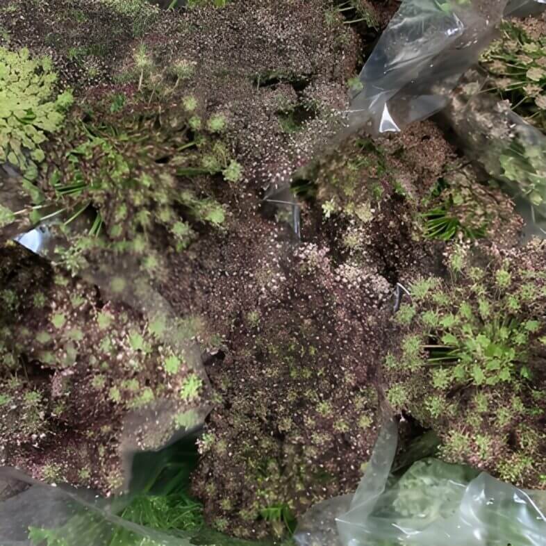 Chocolate Lace