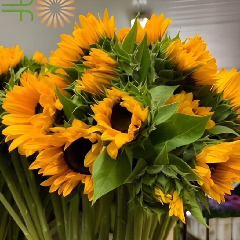 close-up fresh-cut wholesale yellow sunflowers mini