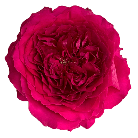 David Austin Hettie rose