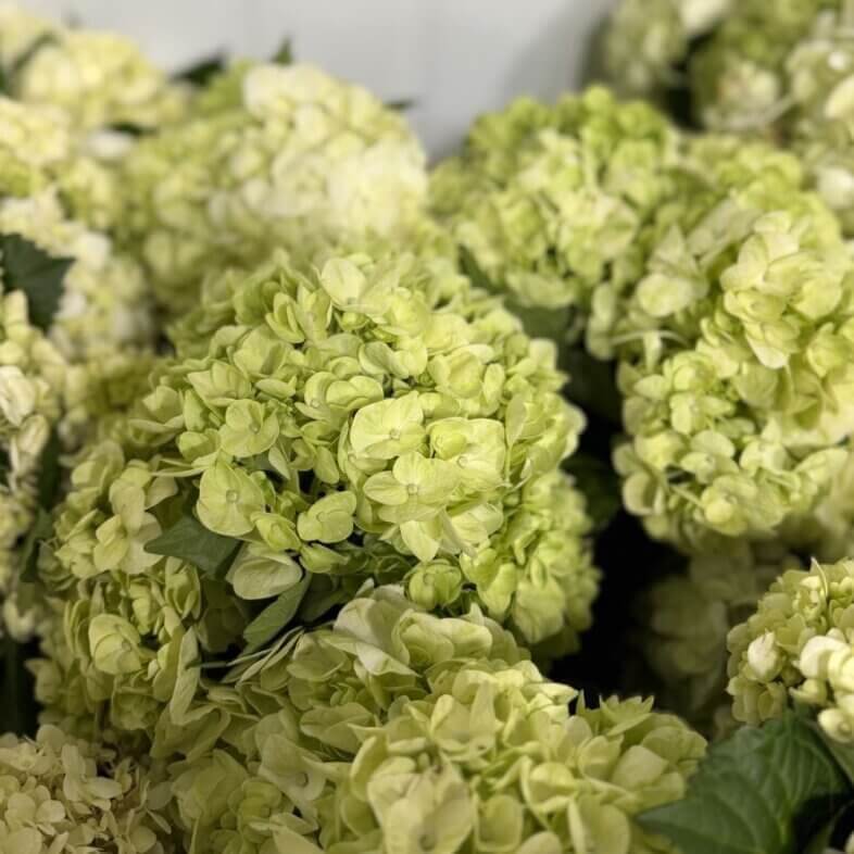Hydrangea medium lime green