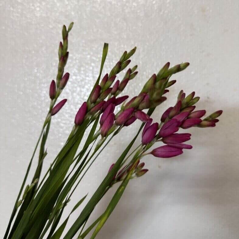 Ixia Pink