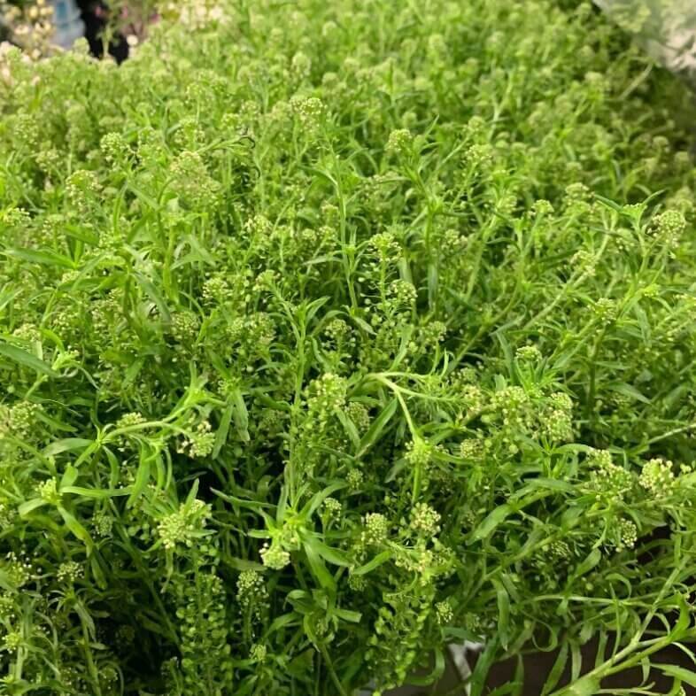 Lepidium