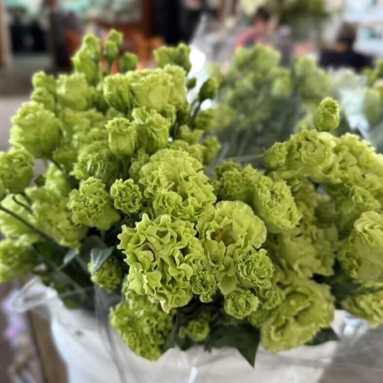 Lisianthus green
