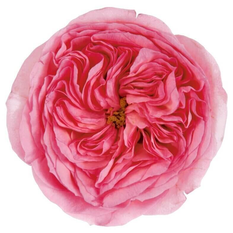 Mariatheresia-Garden-Roses.jpg