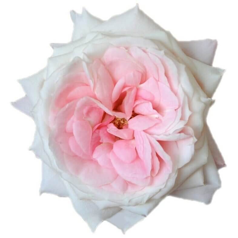 Mayras-Bridal-Pink-Garden-Roses.jpg