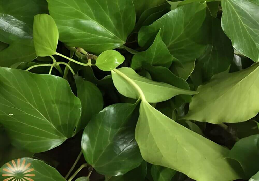 close up wholesale foliage and greenery