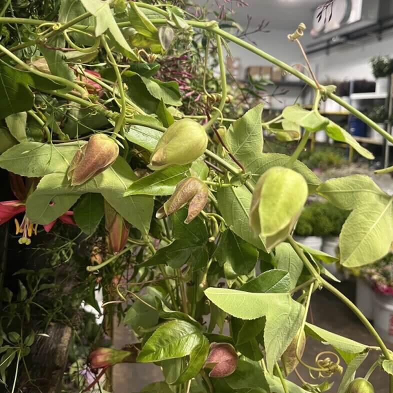 Passion Flower Vine